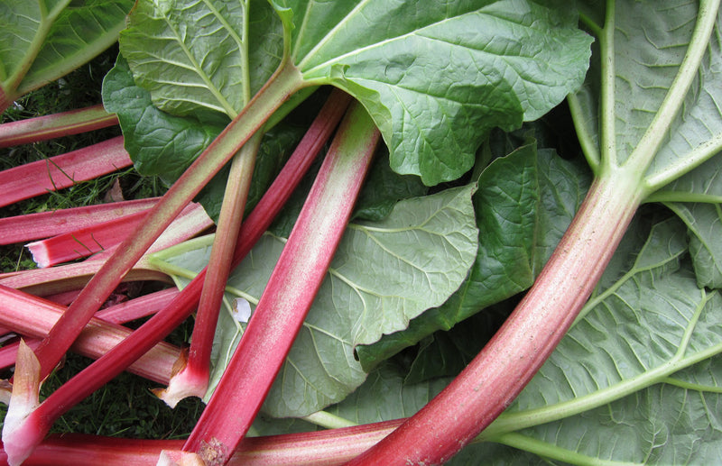 Beginners Guide to Rhubarb - facts and myths!