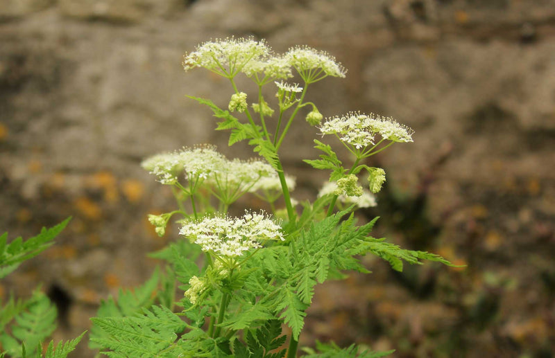 Sweet cicely herb