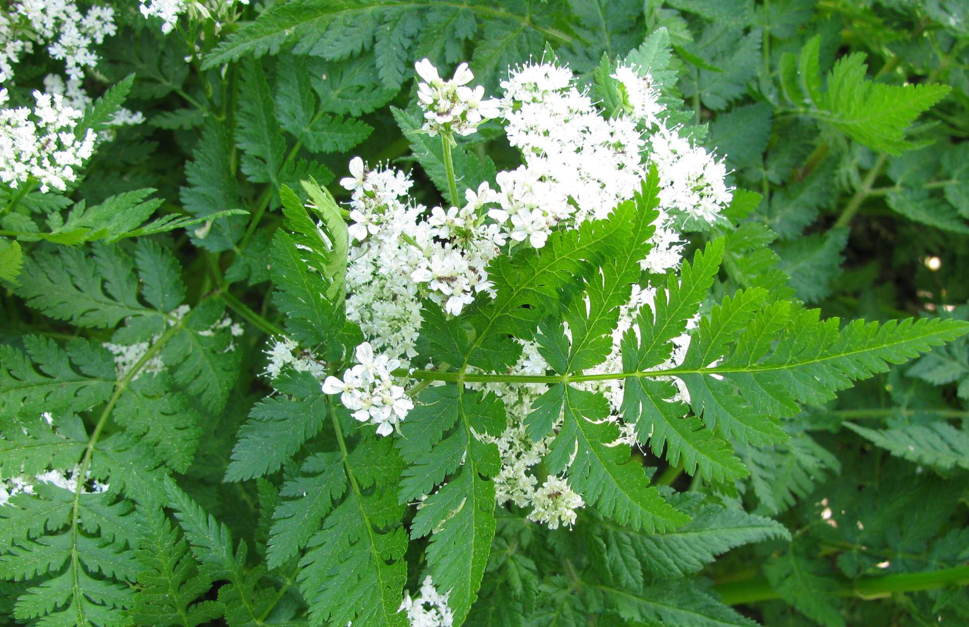 Sweet cicely aniseed flavour herb