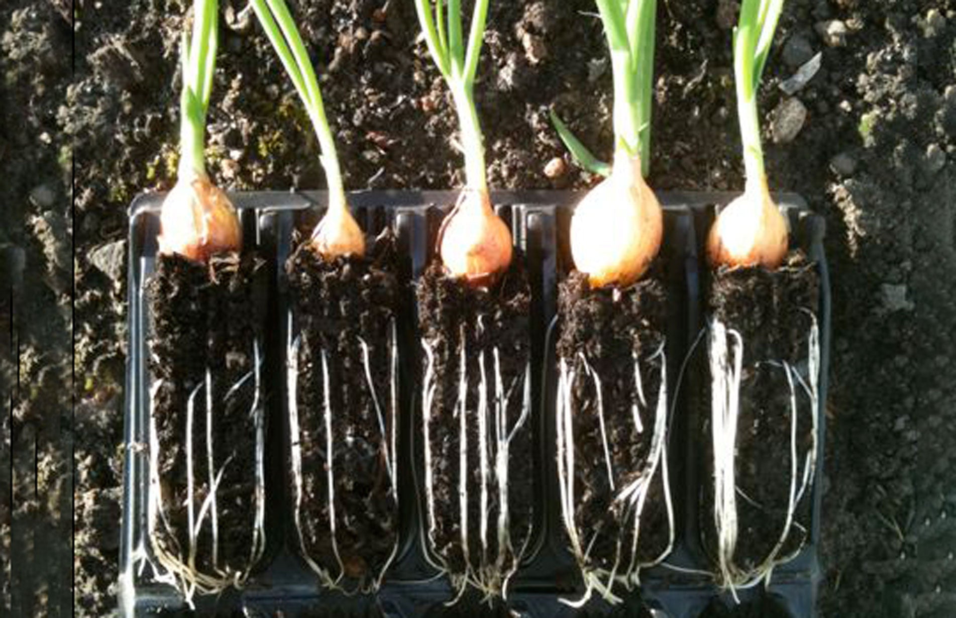 Rootrainers prevent birds pulling out onion sets