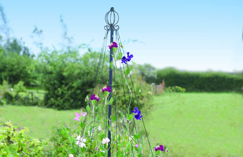 decorative maypole support for climbing plants like sweetpeas and runner beans