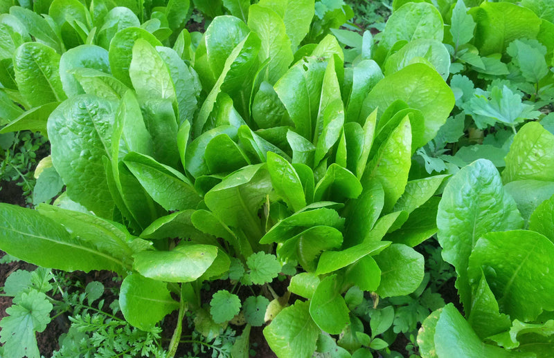 salad growing in Haxnicks Rootrainers