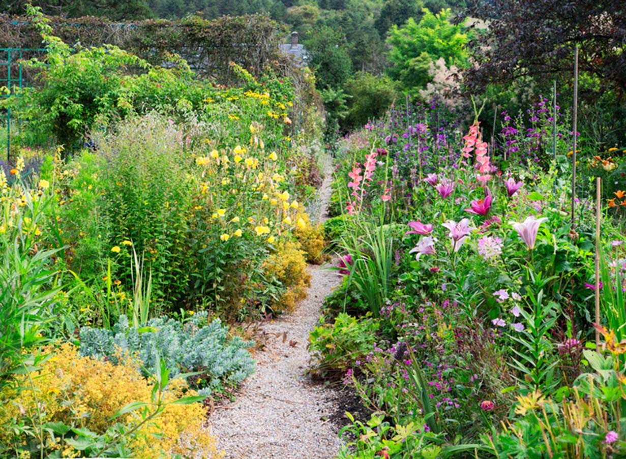 5 Ways to get Free Plants wherever you are