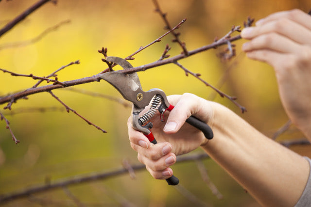 The essential Guide to Winter Pruning for Trees