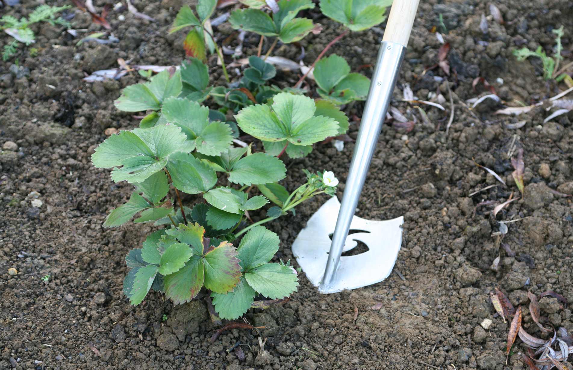 Haxnicks SpeedHoe - tops poll as best hoe on the market