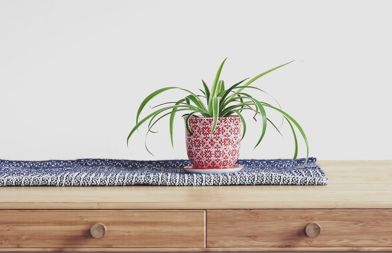2 Ways To Grow Spider Plants babies into new Spider Plants