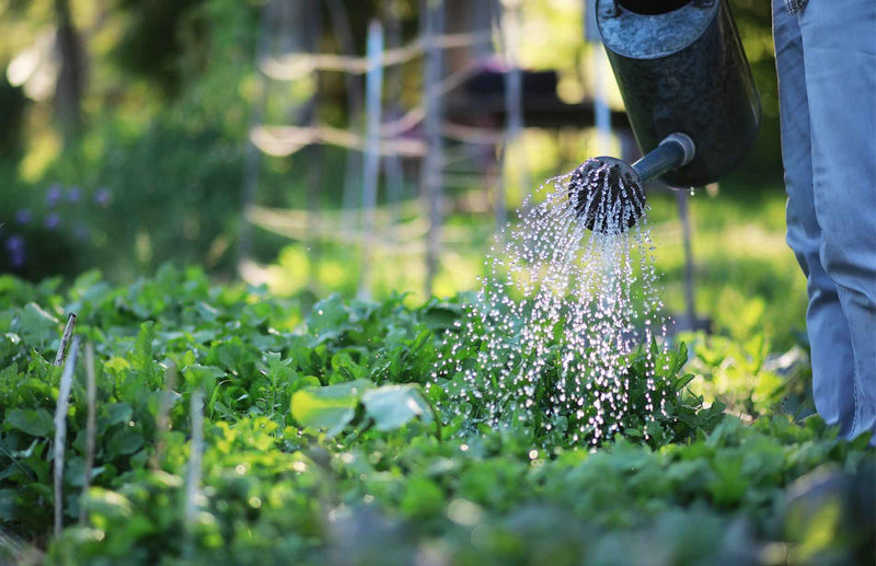 Sustainable watering: How to Conserve Water in the Vegetable Garden