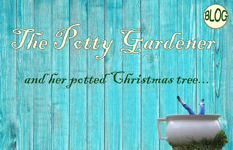 The Potty Gardener and the best pot for a live Christmas tree