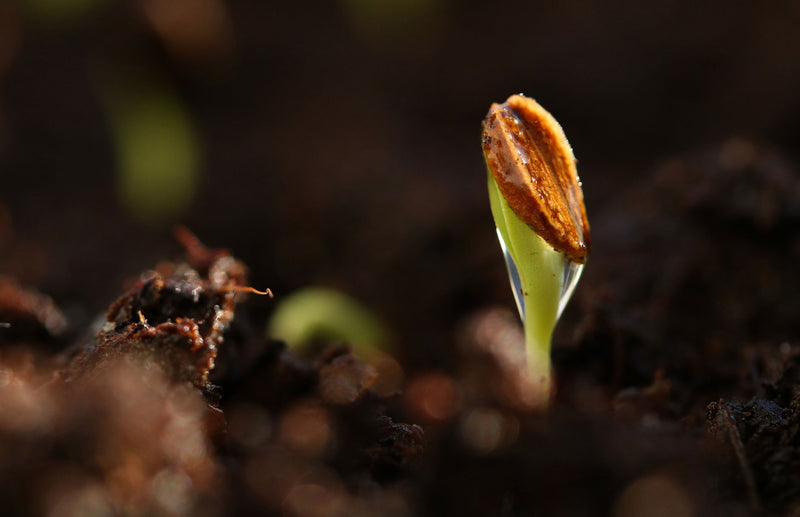 Haxnicks gardening tips growing veg seed germination