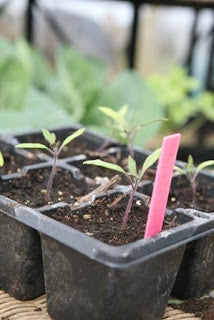 Haxnicks- what gardening to do at the beginning of spring- propagation- seedling planter
