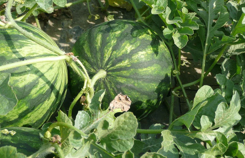 2 whole watermelons and a cut one Haxncisk gardening advice on how to grow Watermelons in the UK