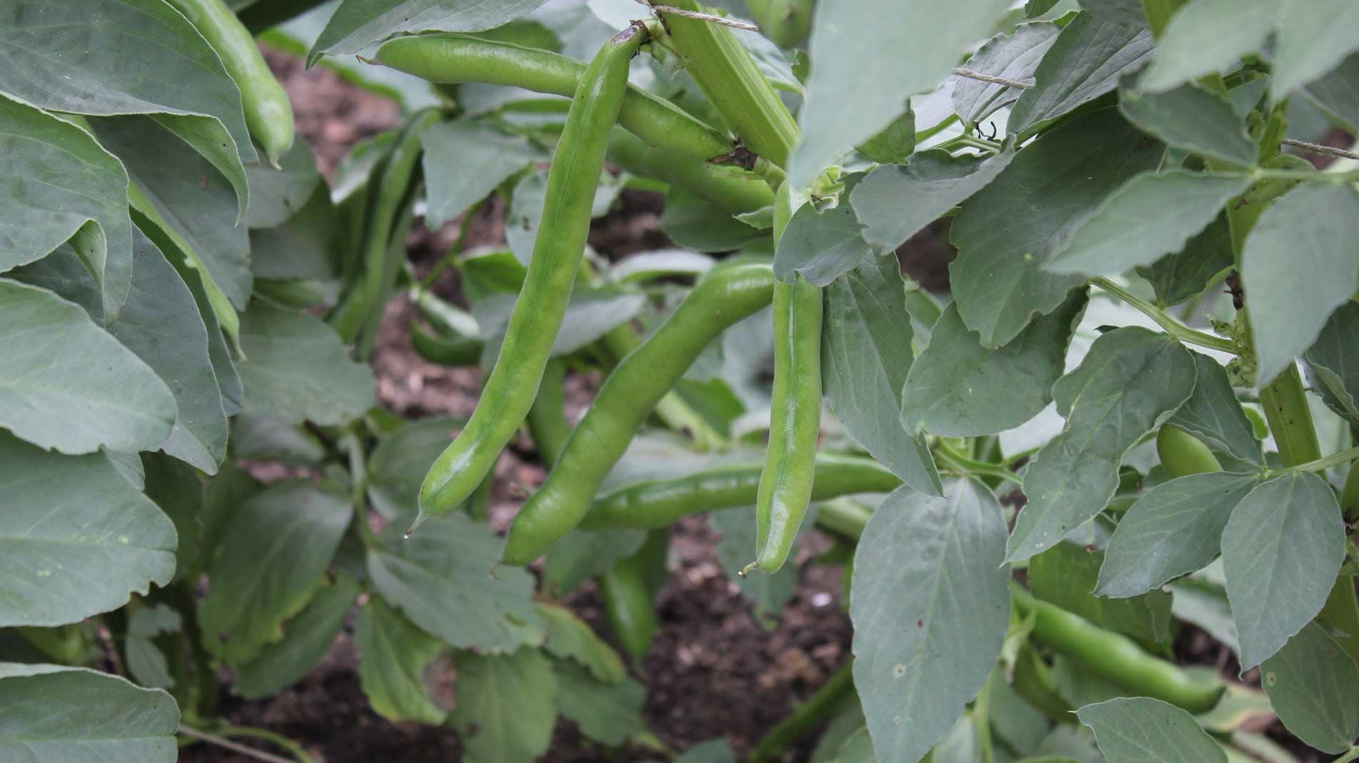 Haxnicks - what to do in the garden mid march- broad beans in easy tunnel