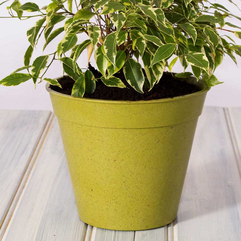 bamboo plant pots uk Bamboo Pots | Pots & Planters