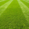 Rapid Roll-Out Perfect Lawn 5m2