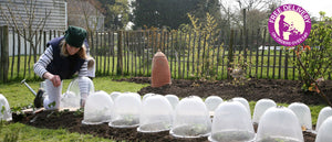 Haxnicks- plant protection victorian bell cloches being used in a group