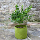 Vigoroot Pots  (3 pack) - Haxnicks