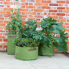 Haxnicks- 3 Vegetable Patio Planters (set of 3) - set of 3 in use on patio