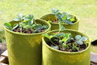 Vigoroot Pots  (3 pack) - Haxnicks