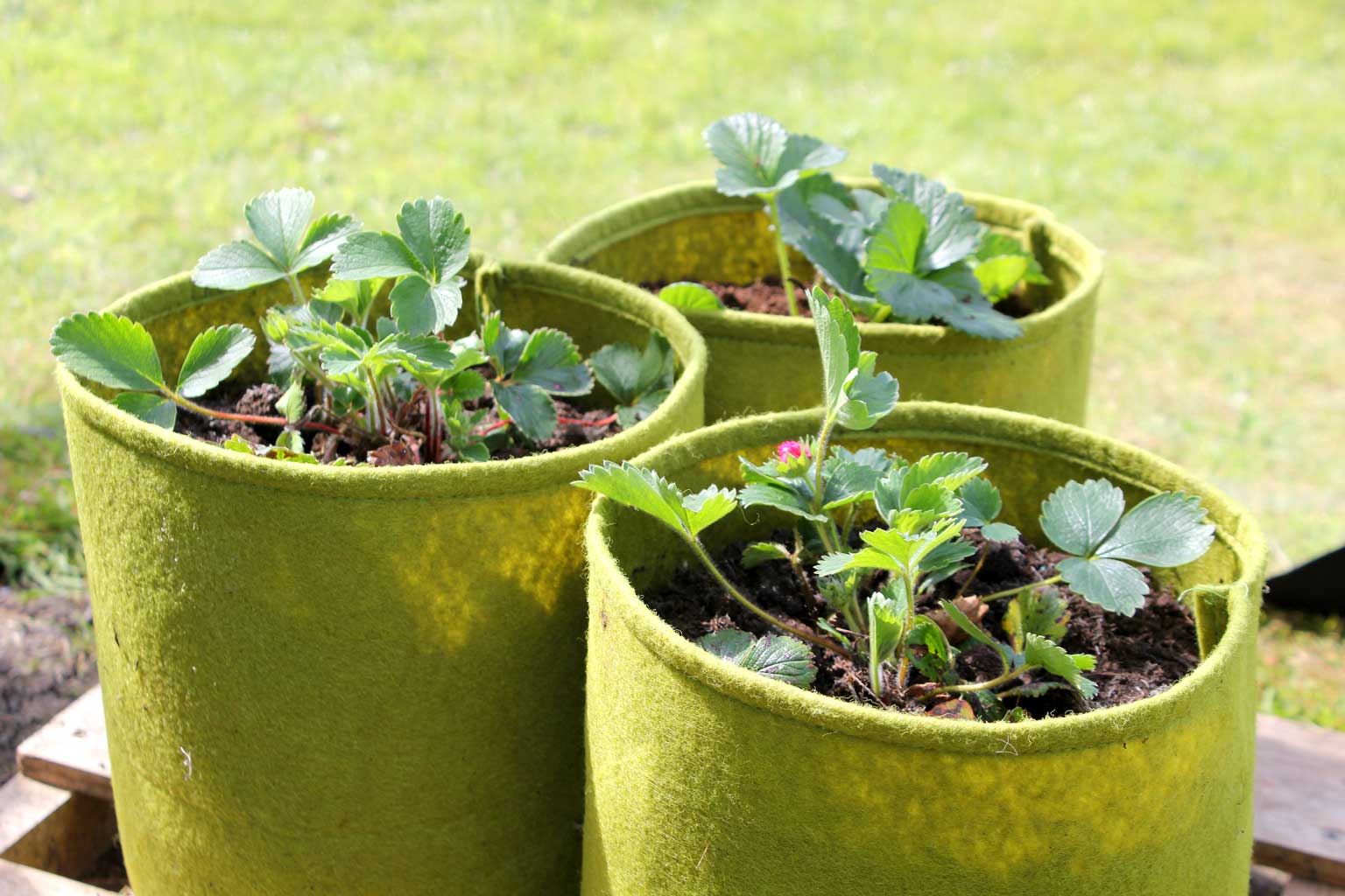Vigoroot Pots  (3 pack) - Haxnicks