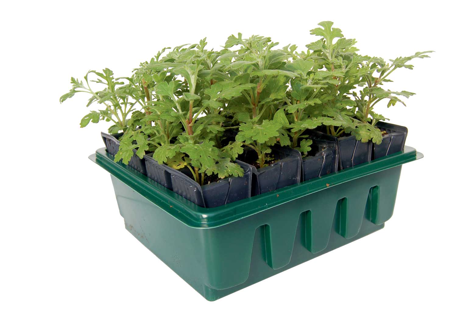 Compact Rapid Rootrainers | Propagation | Haxnicks