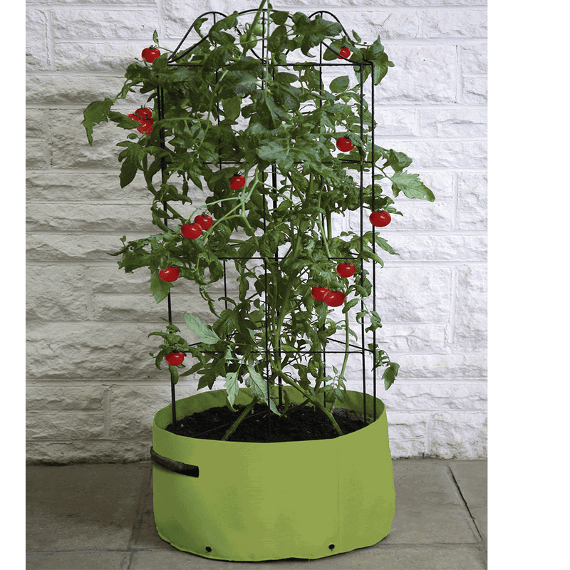 Tomato Patio Planter Climbing
