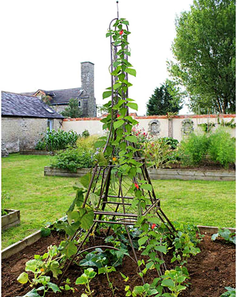 Haxnicks- Eiffel Tower Plant Frame - in use with beans in raised bed