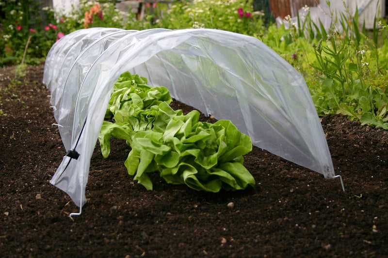 Haxnicks- Easy Poly Tunnel - in use close up growing lettuce