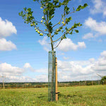 haxnicks- Flexi Mesh Treeguard - in use in field