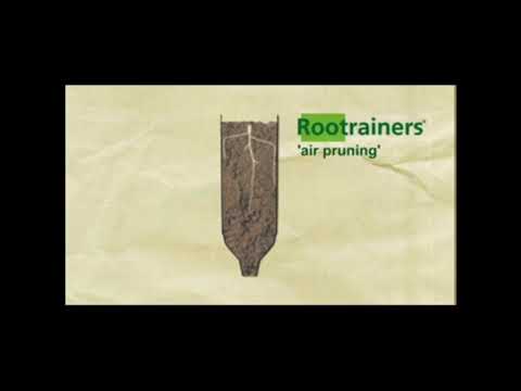 Deep Rootrainers | Propagation | Haxnicks