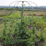 parasol plant support- in use