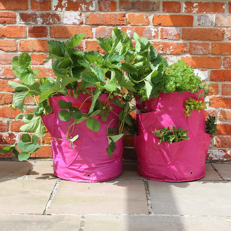 Strawberry & Herb Patio Planters (Pack of 2)